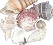 Medm World-Sea Shell Mixes