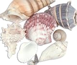 Sea Shell Mixes-Medium