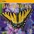National Geographic Butterflies 2009 Calendar