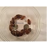 Dubia Roaches 100 Large
