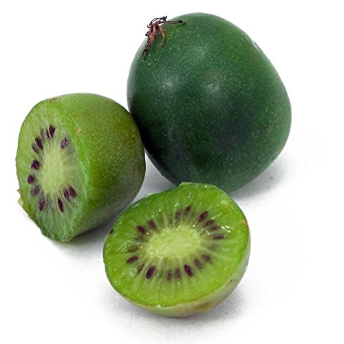 Hardy Dunbarton Oaks Kiwi Plant - Actinidia - FEMALE - Tasty! - 2.5 Hardy Dunbarton Oaks Kiwi Plant - Actinidia - FEMALE - Tasty! - 2.5