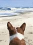 "Basenji" Dog Art Print Signed by Artist DJ Rogers