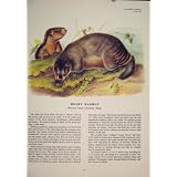 古めかしい Marmot のラットのラットの齧歯動物色の骨董品の印刷物の芸術
