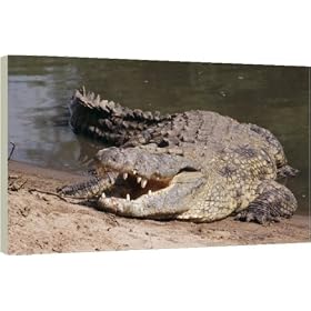 40 Inch Box Canvas (101cm) Nile CROCODILE - with jaws open to dissupate excess heat; cooling strategy by Ardea