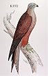 bird kite