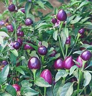 Very Hot Pretty Purple Pepper Plants -EDIBLE/ORNAMENTAL