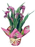 Lavender Calla Lily Plant
