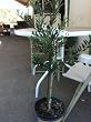 Arbequina Fruit Bearing Olive Tree, Two Gallon Container
