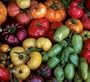 Rainbow Heirloom Mix Tomato - 50 Seeds