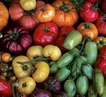 Rainbow Heirloom Mix Tomato 50 Seeds