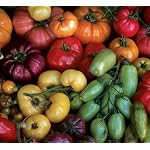 Rainbow Heirloom Mix Tomato - 50 Seeds