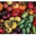 Rainbow Heirloom Mix Tomato 50 Seeds