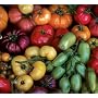 Rainbow Heirloom Mix Tomato 50 Seeds