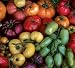 Rainbow Heirloom Mix Tomato 50 Seeds