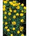 Photographic Prints of DAD-1760 Winter Aconite - winter / spring flowering perennial from Ardea Wildlife Pets