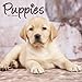 Puppies Calendar - Cute Animals Calendar - Dog Breed Calendars 2017 - Dog Calendar - Calendars 2016 - Calendars 2016 - 2017 Wall Calendars - Puppies 16 Month Wall Calendar by Avonside