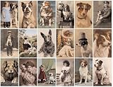 Postcard Dogs