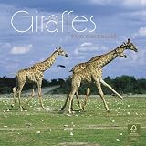 Giraffes 2010 Square Wall (Multilingual Edition)