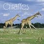 Giraffes 2010 Square Wall (Multilingual Edition)