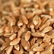 Farro (Emmer) Organic Wholegrain -Wash. by ChefShop