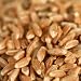 Farro (Emmer) Organic Wholegrain -Wash. by ChefShop