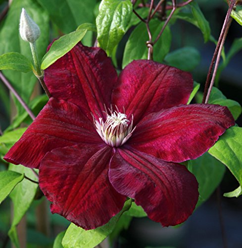 Clematis Red Cardinal Vine - Velvety Crimson Flowers - 2.5 Clematis Red Cardinal Vine - Velvety Crimson Flowers - 2.5