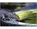 Photographic Print of Summer heatwave squirrel from Press Association Images