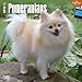 Pomeranians 2015 Wall Calendar