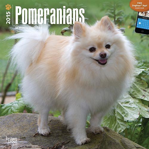 Pomeranians 2015 Wall Calendar