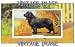 2.75 inch x 2 inch (7.5 x 5cm) Acrylic Keyring Dogs Field Spaniel Vintage Image