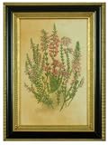 Antique Floral Lithograph Reproduction, Hand-framed Botanical Artwork By H. Hal Kramer Since 1963