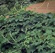 Beer Hops 10 Seeds