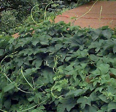 Beer Hops 10 Seeds- Humulus lupulus - Exotic!