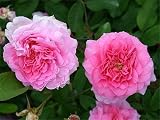 Eigenschaften Agel Rosen  / Englische Rose 