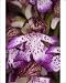 Photographic Prints of Lady orchid - in flower. Very rare in UK from Ardea Wildlife Pets