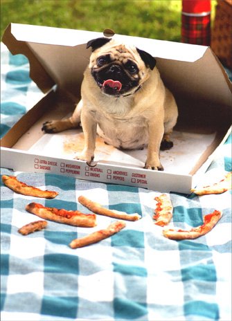 Pug in Pizza Box Dog Birthday Card