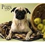 Pugs, For the Love of 2009 Deluxe Wall Calendar