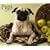 Pugs, For the Love of 2009 Deluxe Wall Calendar