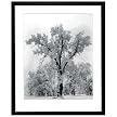 Victoria Hagan Perfect Pieces Oak Tree Snowstorm Framed Art