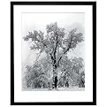 Victoria Hagan Perfect Pieces Oak Tree Snowstorm Framed Art