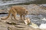 Cougar at River's Edge. Northern Minnesota - 24"W x 16"H - Peel and Stick Wall Decal by Wallmonkeys