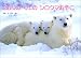 こおりのくにのシロクマおやこ (親と子の写真絵本)