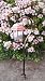 Master Craft St. Petersburg Solar Powered Pathway Light, Copper Pendant