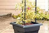 Jersey Boy Tomato Planter Kit