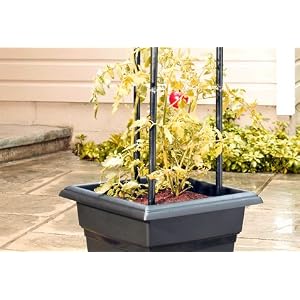 Jersey Boy Tomato Planter Kit by 