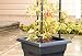Jersey Boy Tomato Planter Kit