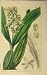 Hand Coloured Flower 1837 Fitch Curtis Swan Plate 3595