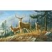 (99x164) Autumn Whitetails Deer Huge Wall Mural Art Print Poster