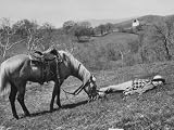 Secretary of Agriculture Ezra Taft Benson Vacationing with Pet Palomino Photographic Poster Print by Ed Clark, 40x30