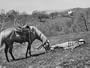 Secretary of Agriculture Ezra Taft Benson Vacationing with Pet Palomino Photographic Poster Print by Ed Clark, 40x30